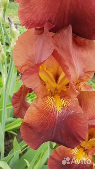 Ирисы бородатые сортовые