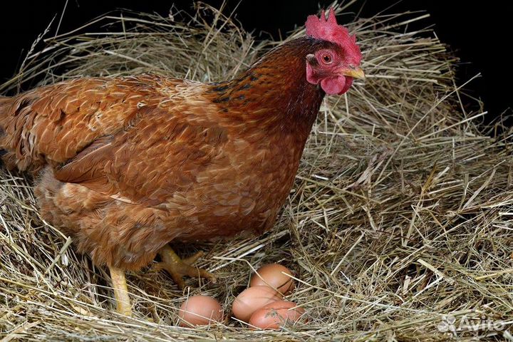 Продам домашних курей несушек и петухов