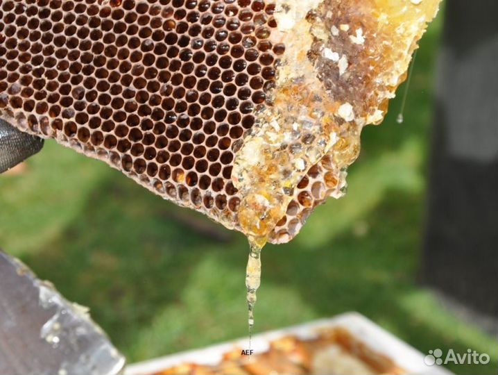 2024 Мед натуральный с Алтая опт