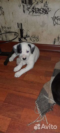 Щенки лабрадора