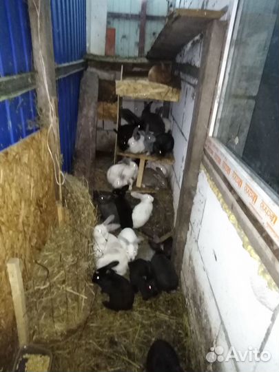 Кролики мясные 3 мес, 6 мес