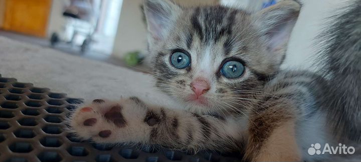 Котята
