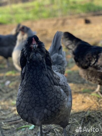 Инкубационное яйцо Амераукана и Билефельдер