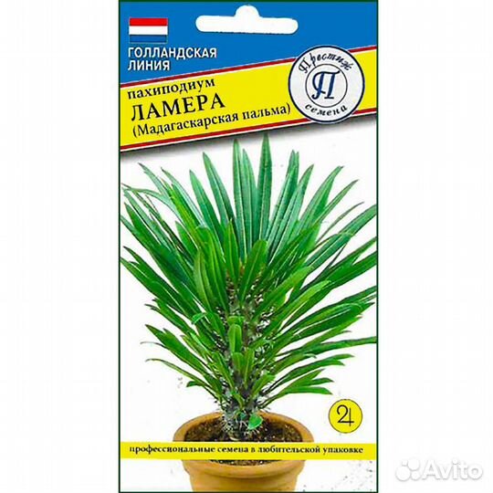 Пахиподиум Ламера