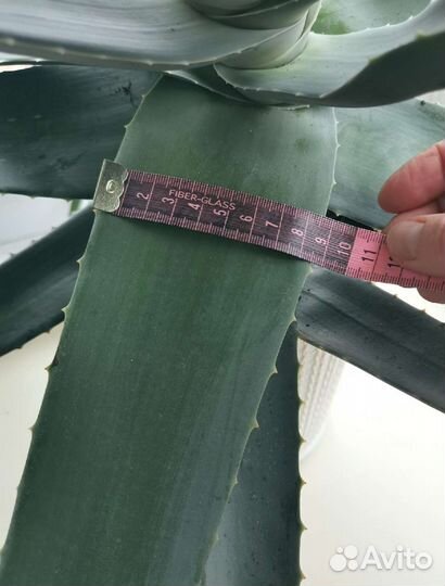 Комнатные цветы алоэ вера