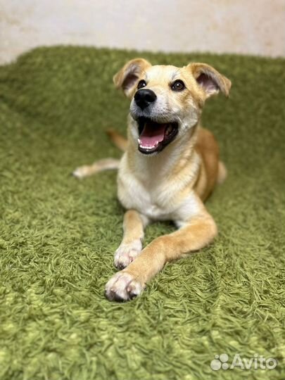 Щенок в беде в добрые руки