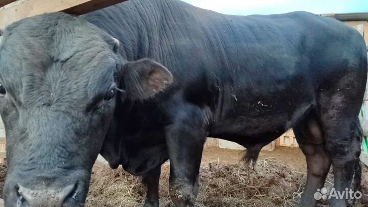 Быки на племя