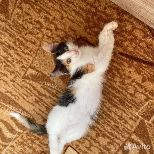 Трехцветная кошечка