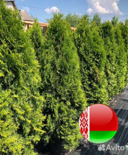 Туи сортовые:Брабант,Смарагд,Колумна