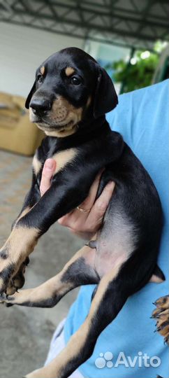 Щенки добермана(Вязка)