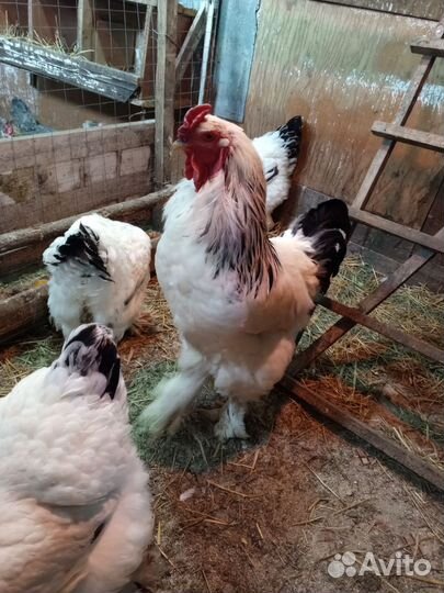 Порода Брама колумбийское цыплята и яйцо на инкуб