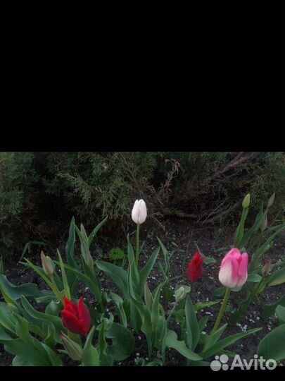 Луковицы тюльпанов