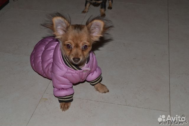 Одежда для собак
