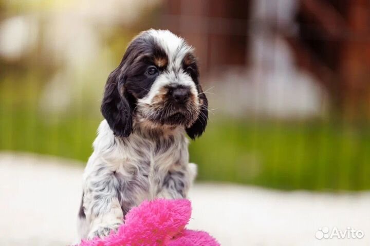 Английский кокер спаниель