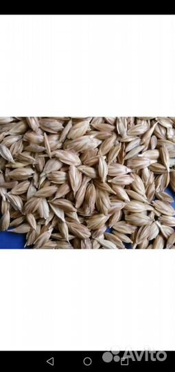 Полба (семена)