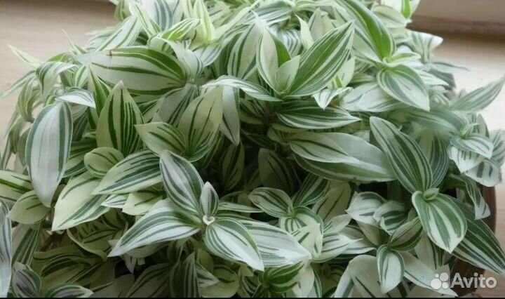 Традесканция белая домашняя