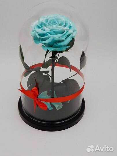 Роза в колбе. Живая