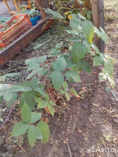 Ежевика без шипов