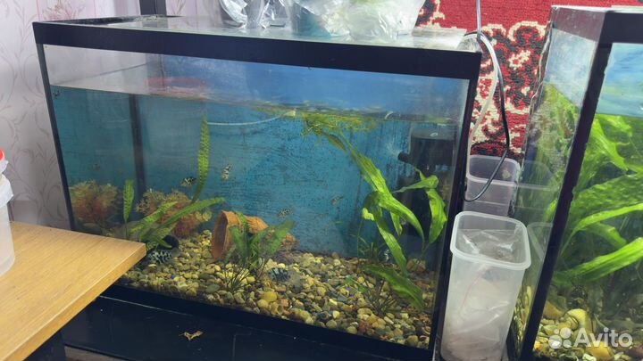 Аквариум аквариумы