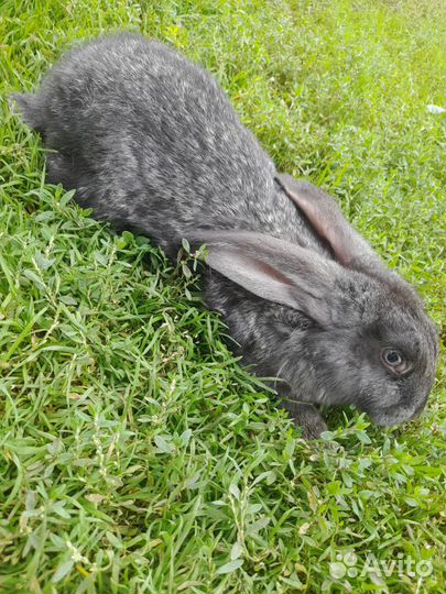 Кролики великаны