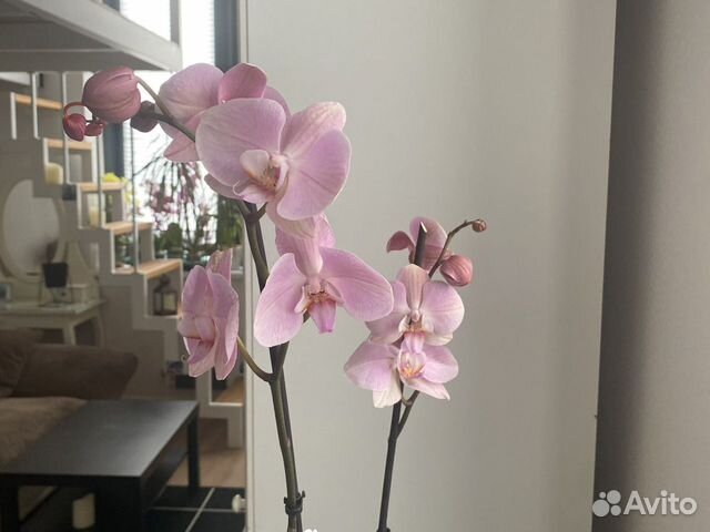 Орхидея фаленопсис Рим. Отцветает
