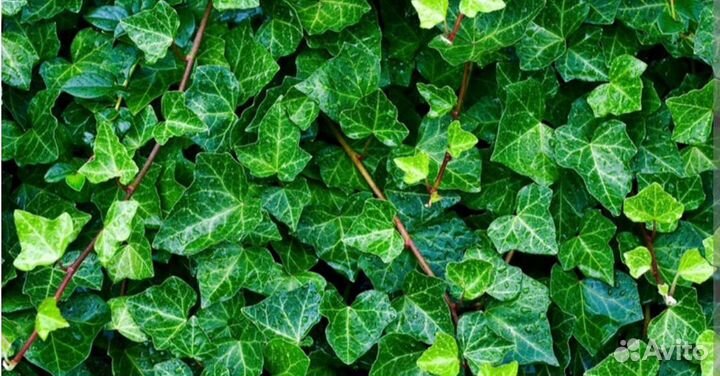 Плющ садовый
