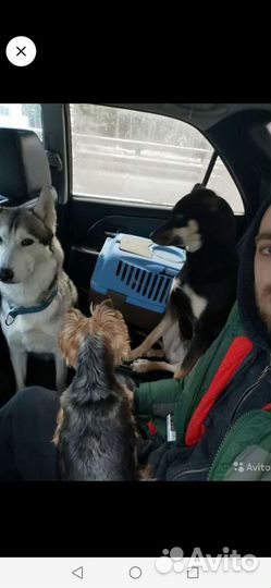 Догситтер, передержка