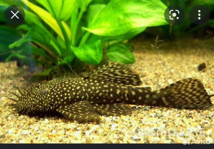 Аквариумные рыбки