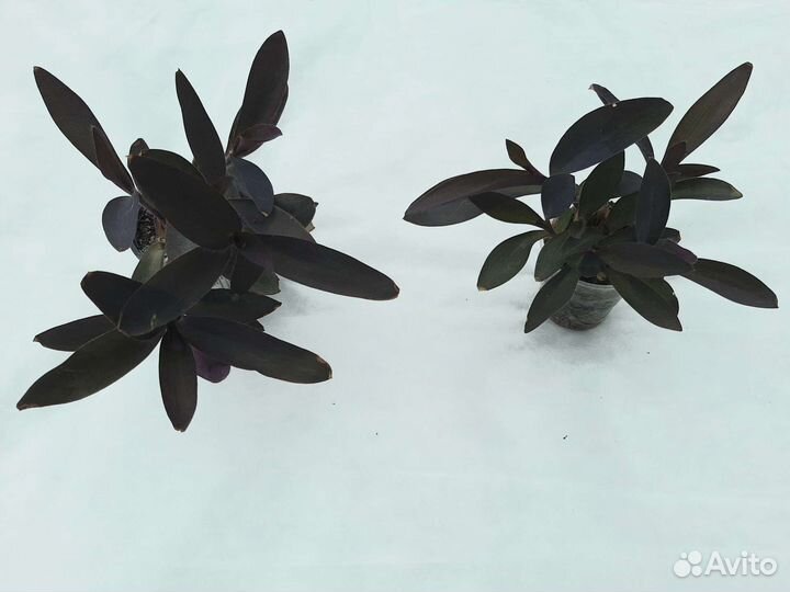 Традесканция. Разные сорта