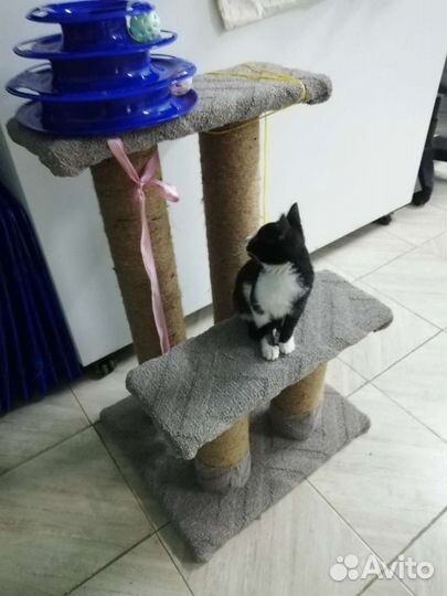 Котёнок Мила