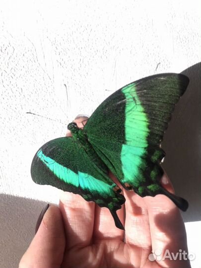 Мини-ферма бабочек