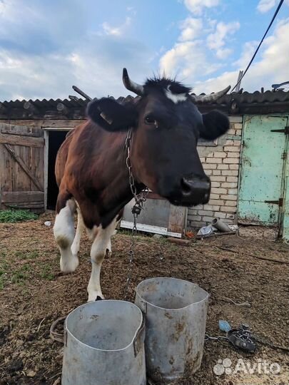 Корова стельная дойная