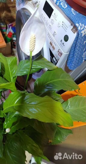 Цветок женское счастье