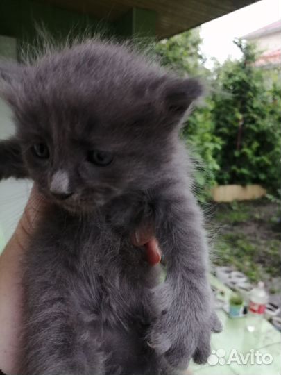 Кошка в дар бесплатно