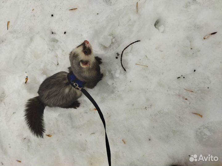 Вязка хорька