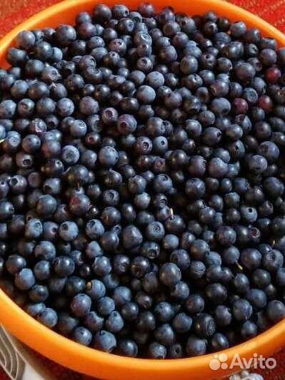 Черника свежая