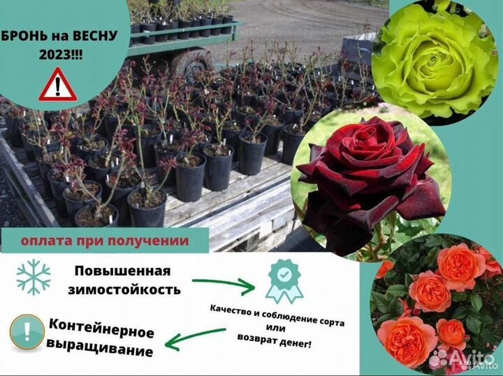 Зимостойкие саженцы роз