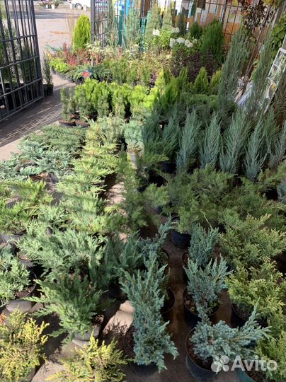 Декоративные растения