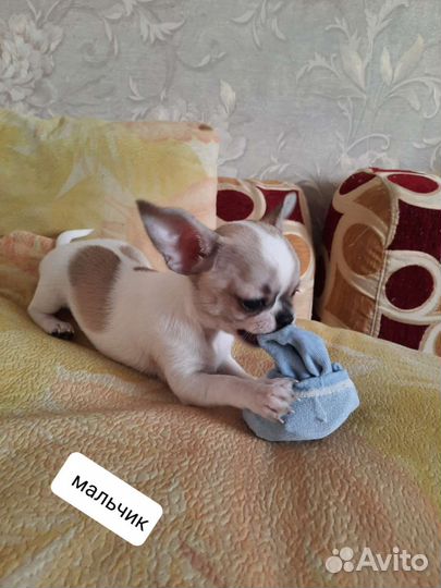 Вязка чих мини