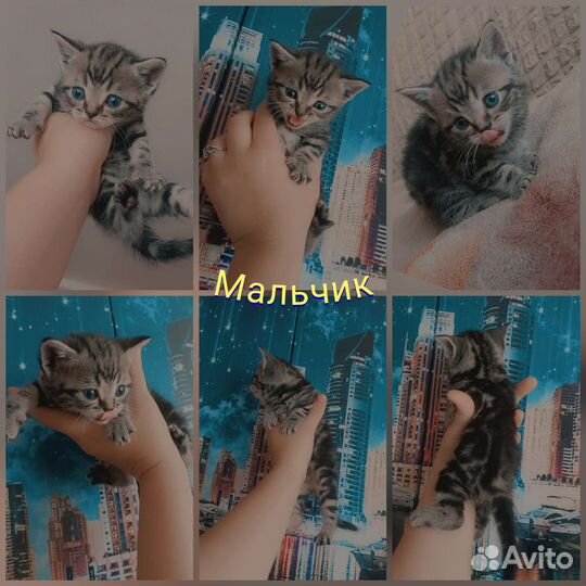 Шотландские котята