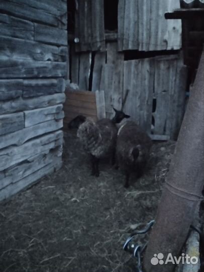 Овцы романовской породы