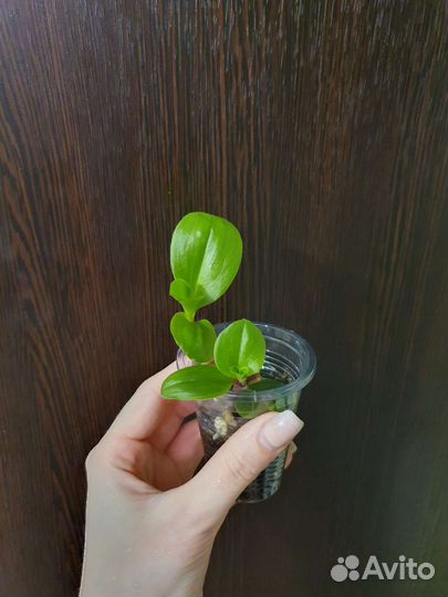 Традесканция