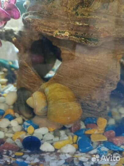 Улитки ампулярии