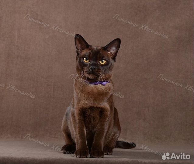 Роскошная бурманская девочка