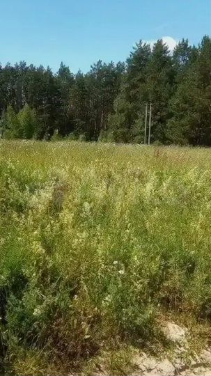 Участок 37 сот. (СНТ, ДНП)