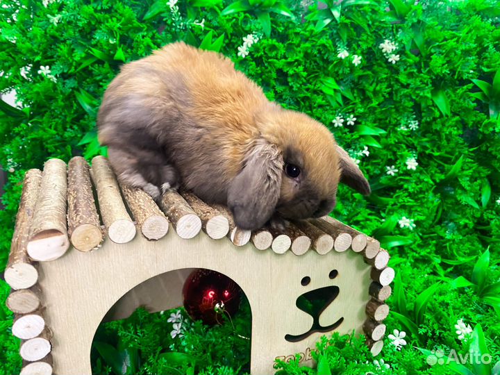 Мини карликовый кролик