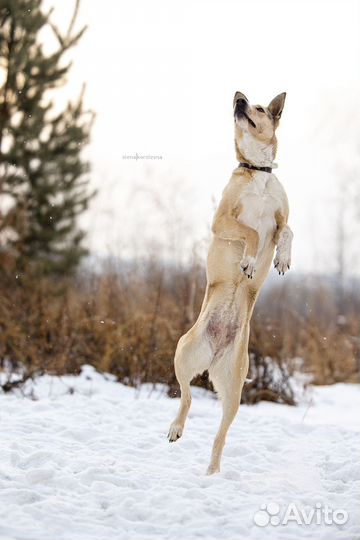 Собака в добрые руки