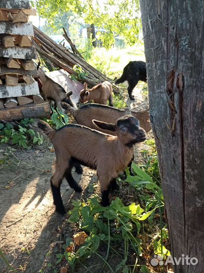 Чешские козлики