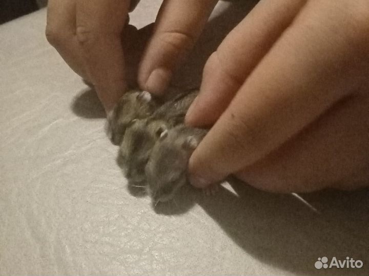 Хомяки джунгарики