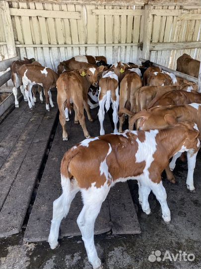 Телята бычки